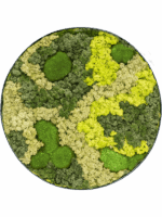 Moss Painting D 80 H 5 cm - PlantenShop24 - 09-05-2025