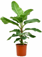 Musa Dwarf Cavendish D 35 H 140 cm - PlantenShop24 - 19-05-2025