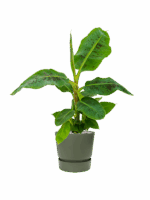 Musa Dwarf Cavendish In Greenville D 21 H 79 cm - PlantenShop24 - 22-05-2025