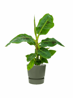 Musa Dwarf Cavendish In Greenville D 21 H 79 cm - PlantenShop24 - 21-05-2025