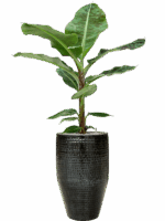 Musa Dwarf Cavendish In Thom D 27 H 170 cm - PlantenShop24 - 13-05-2025