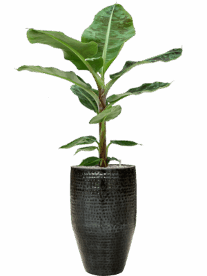 Musa Dwarf Cavendish In Thom D 27 H 170 cm - PlantenShop24 - 13-05-2025