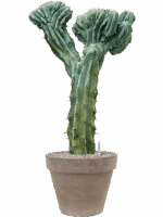 Myrtillocactus Geometrizans Cristata In Terra Cotta D 32 H 111 cm - PlantenShop24 - 27-05-2025