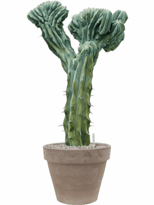 Myrtillocactus Geometrizans Cristata In Terra Cotta D 32 H 111 cm - PlantenShop24 - 27-05-2025
