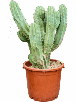 Myrtillocactus Geometrizans D 40 H 100 cm - PlantenShop24 - 22-05-2025