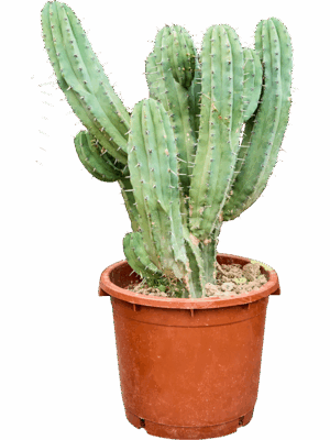 Myrtillocactus Geometrizans D 40 H 100 cm - PlantenShop24 - 22-05-2025