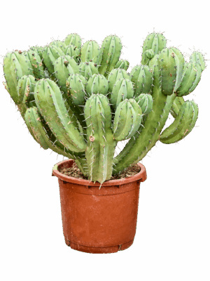 Myrtillocactus Geometrizans D 40 H 110 cm - PlantenShop24 - 22-05-2025