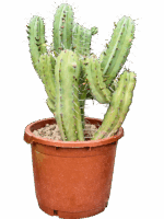 Myrtillocactus Geometrizans D 40 H 90 cm - PlantenShop24 - 22-05-2025