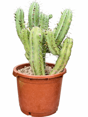 Myrtillocactus Geometrizans D 40 H 90 cm - PlantenShop24 - 22-05-2025