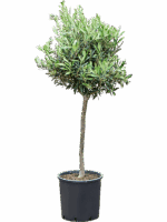 Olea Europaea D 26 H 105 cm - PlantenShop24 - 16-05-2025