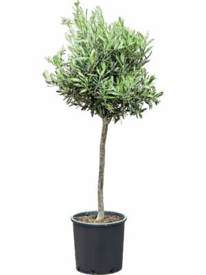 Olea Europaea D 26 H 105 cm - PlantenShop24 - 16-05-2025