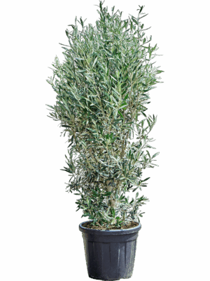 Olea Europaea D 35 H 80 cm - PlantenShop24 - 22-05-2025