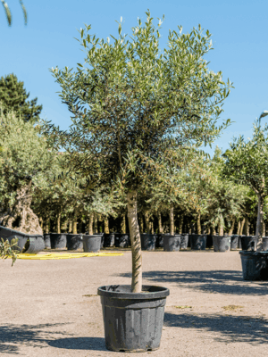 Olea Europaea D 50 H 200 cm - PlantenShop24 - 12-05-2025