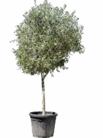 Olea Europaea D 50 H 250 cm - PlantenShop24 - 16-05-2025