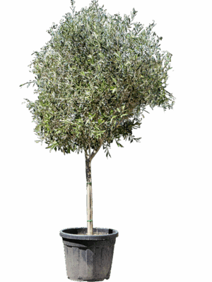 Olea Europaea D 50 H 250 cm - PlantenShop24 - 16-05-2025