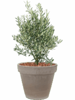 Olea Europaea In Terra Cotta D 28 H 80 cm - PlantenShop24 - 21-05-2025