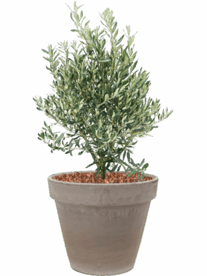 Olea Europaea In Terra Cotta D 28 H 80 cm - PlantenShop24 - 21-05-2025