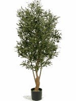 Olive D 17 H 150 cm - PlantenShop24 - 11-06-2025