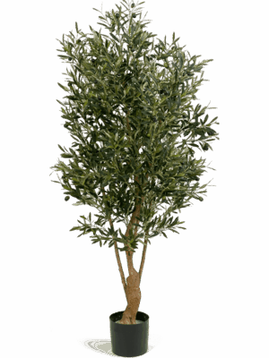 Olive D 17 H 150 cm - PlantenShop24 - 11-06-2025