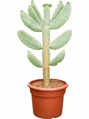 Opuntia Consolea D 40 H 110 cm - PlantenShop24 - 23-05-2025