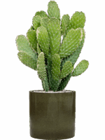 Opuntia Consolea In Cylinder D 20 H 83 cm - PlantenShop24 - 22-05-2025