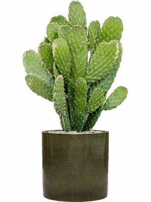 Opuntia Consolea In Cylinder D 20 H 83 cm - PlantenShop24 - 21-05-2025