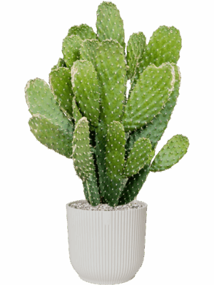Opuntia Consolea In Vibes Fold D 20 H 75 cm - PlantenShop24 - 21-05-2025