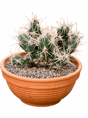 Opuntia Invicta D 30 H 35 cm - PlantenShop24 - 27-05-2025
