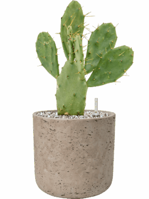 Opuntia Vulgaris In Rough D 17 H 41 cm - PlantenShop24 - 12-05-2025