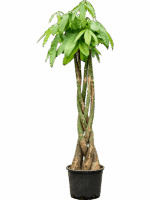 Pachira Aquatica D 30 H 180 cm - PlantenShop24 - 26-05-2025