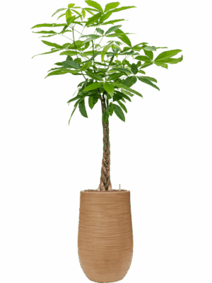 Pachira Aquatica In Baq Dune D 22 H 167 cm - PlantenShop24 - 04-05-2025