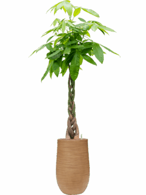 Pachira Aquatica In Baq Dune D 25 H 189 cm - PlantenShop24 - 04-05-2025