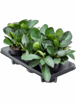 Peperomia Clusifolia Red Margin D 14 H 25 cm - PlantenShop24 - 29-04-2025