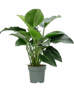 Philodendron Green Beauty D 27 H 90 cm - PlantenShop24 - 05-05-2025