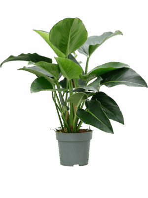 Philodendron Green Beauty D 27 H 90 cm - PlantenShop24 - 05-05-2025