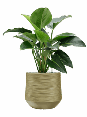 Philodendron Green Beauty In Baq Dune D 27 H 100 cm - PlantenShop24 - 07-05-2025