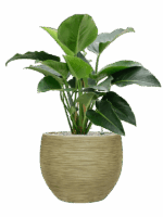 Philodendron Green Beauty In Baq Dune D 27 H 101 cm - PlantenShop24 - 07-05-2025
