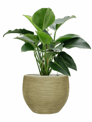 Philodendron Green Beauty In Baq Dune D 27 H 101 cm - PlantenShop24 - 07-05-2025