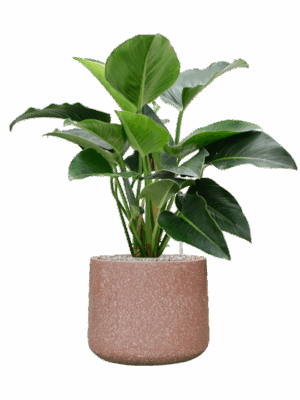 Philodendron Green Beauty In Baq Terrazzo D 27 H 95 cm - PlantenShop24 - 12-05-2025