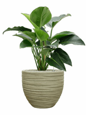 Philodendron Green Beauty In Baq Tornado D 27 H 102 cm - PlantenShop24 - 07-05-2025