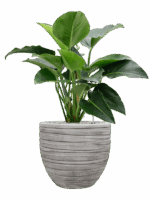 Philodendron Green Beauty In Baq Tornado D 27 H 102 cm - PlantenShop24 - 07-05-2025