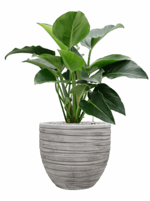 Philodendron Green Beauty In Baq Tornado D 27 H 102 cm - PlantenShop24 - 07-05-2025