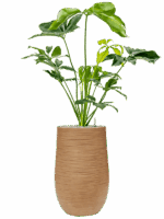 Philodendron Green Wonder In Baq Dune D 24 H 129 cm - PlantenShop24 - 14-05-2025