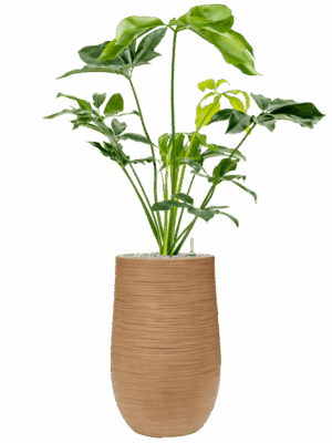 Philodendron Green Wonder In Baq Dune D 24 H 129 cm - PlantenShop24 - 14-05-2025