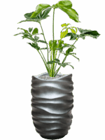 Philodendron Green Wonder In Baq Gradient Lee D 24 H 130 cm - PlantenShop24 - 14-05-2025