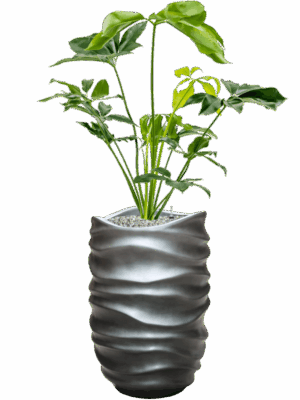 Philodendron Green Wonder In Baq Gradient Lee D 24 H 130 cm - PlantenShop24 - 14-05-2025