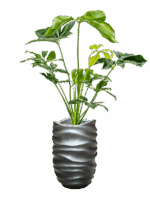 Philodendron Green Wonder In Baq Gradient Lee D 24 H 152 cm - PlantenShop24 - 14-05-2025