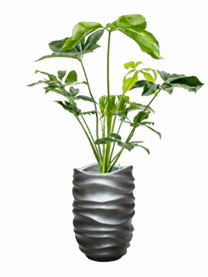 Philodendron Green Wonder In Baq Gradient Lee D 24 H 152 cm - PlantenShop24 - 14-05-2025