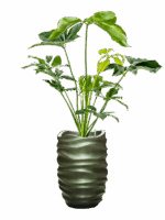 Philodendron Green Wonder In Baq Gradient Lee D 24 H 153 cm - PlantenShop24 - 14-05-2025