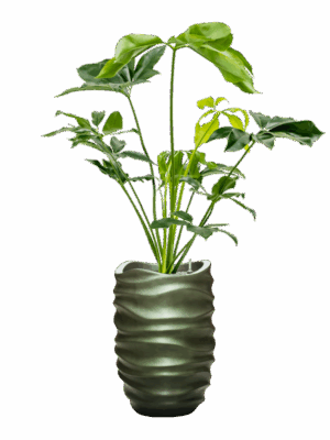 Philodendron Green Wonder In Baq Gradient Lee D 24 H 153 cm - PlantenShop24 - 14-05-2025